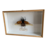 Cadre vitrine insecte coléoptères naturalisé « Eupatorus gracilicornis»