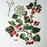 Hawthorn botanical board