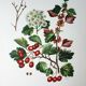 Hawthorn botanical board