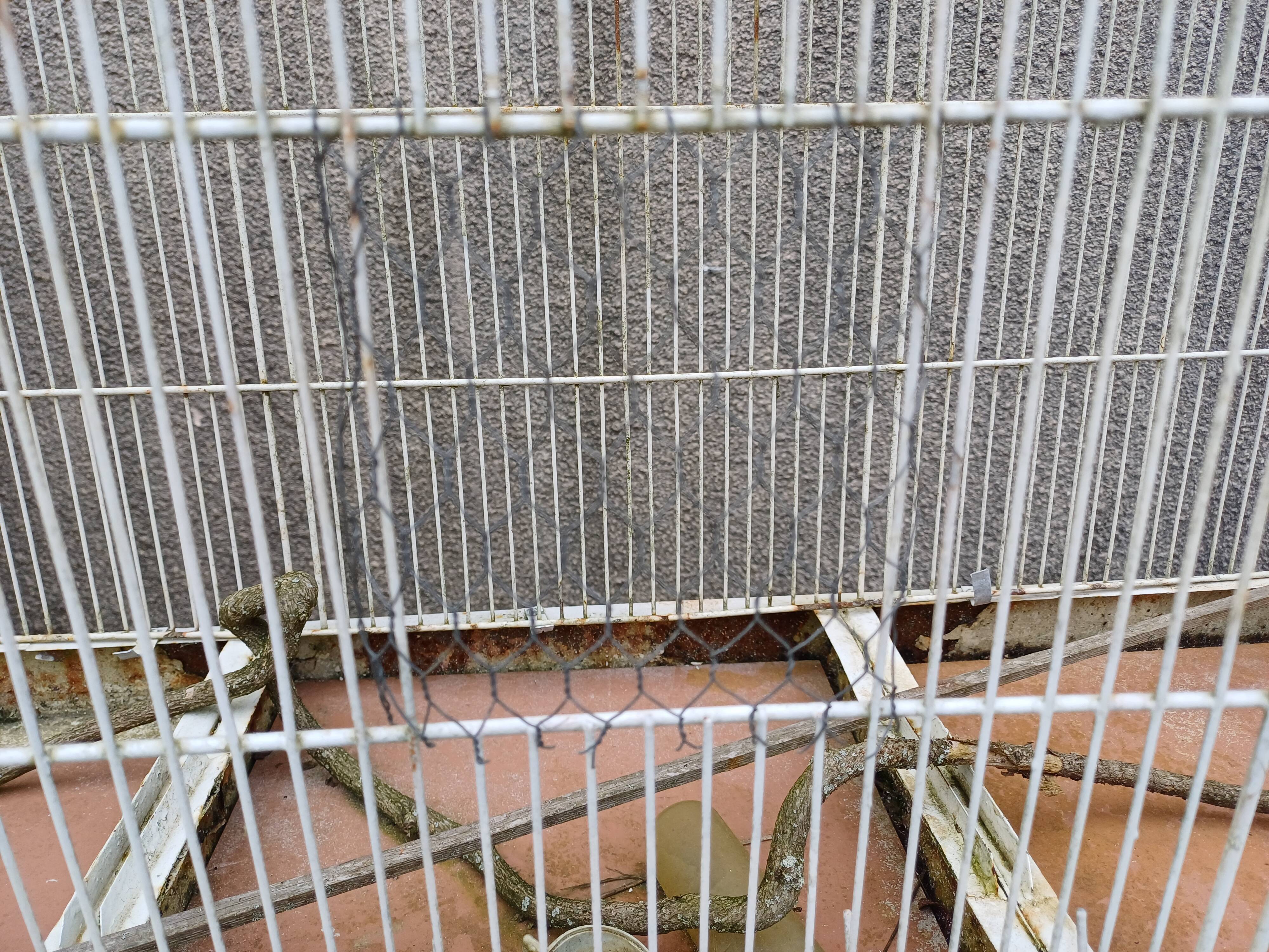 Cage à Oiseaux Fer 1900