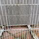 Iron Bird Cage 1900