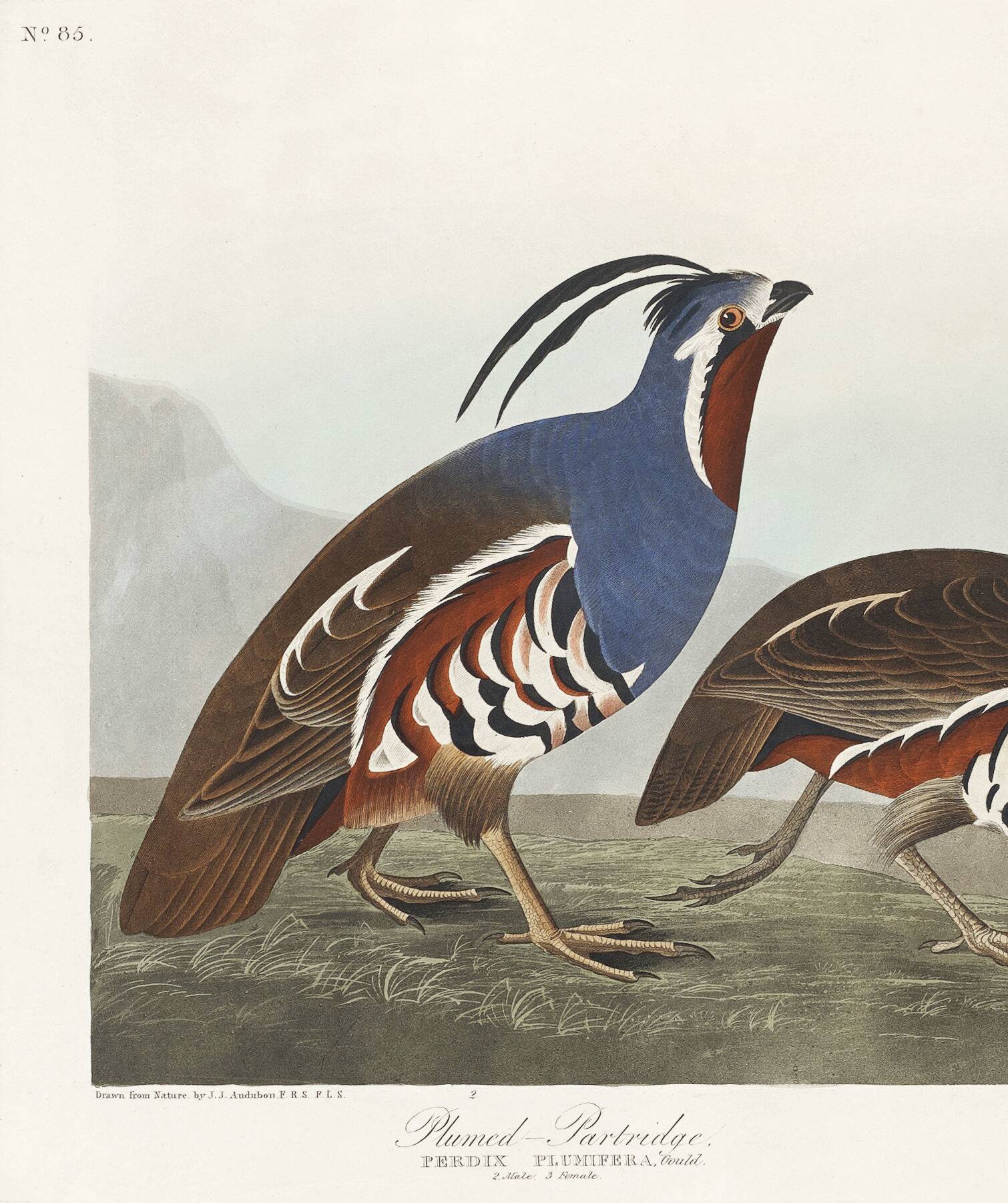 Poster about the crested partridge, based on an old engraving from 1827.