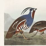 Poster about the crested partridge, based on an old engraving from 1827.