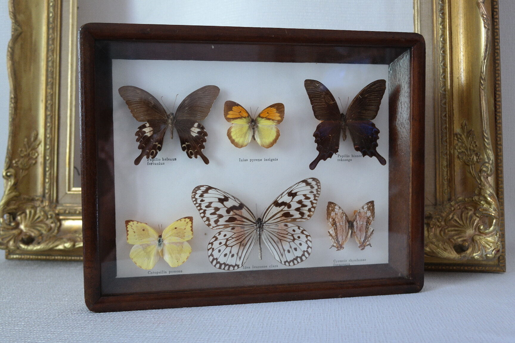 Papillons naturalisés sous cadre bois et verre vintage
