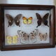 Papillons naturalisés sous cadre bois et verre vintage