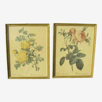 Pair of floral engravings