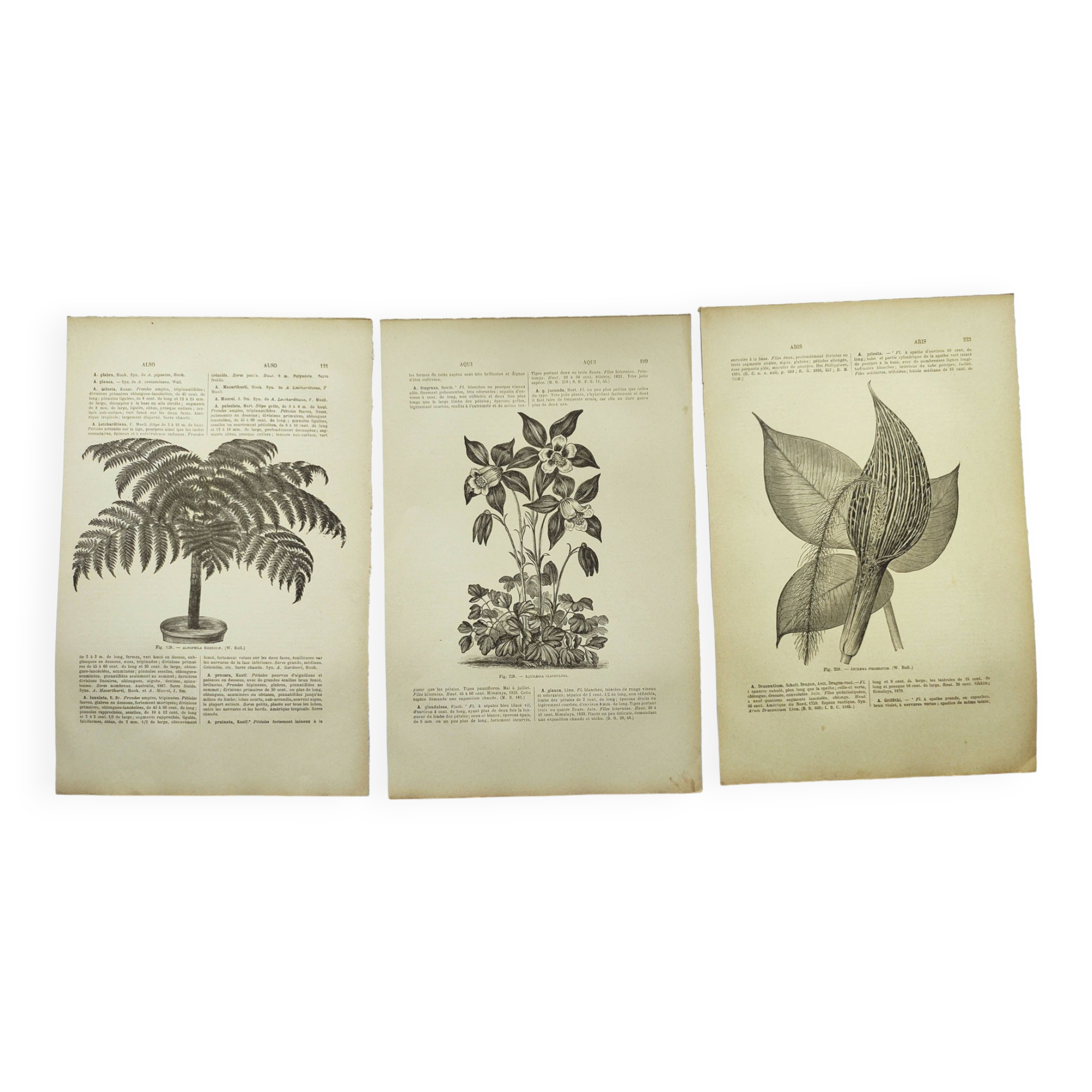 Botanical engravings from 1897 - 3 Plant Plates (1) - Old original plates including Ariséma