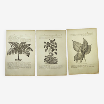 Gravures botaniques de 1897 - 3 Planches Plantes (1) - Planches originales anciennes dont Ariséma