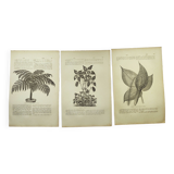 Gravures botaniques de 1897 - 3 Planches Plantes (1) - Planches originales anciennes dont Ariséma