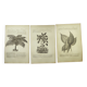 Gravures botaniques de 1897 - 3 Planches Plantes (1) - Planches originales anciennes dont Ariséma