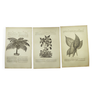 Botanical engravings from 1897 - 3 Plant Plates (1) - Old original plates including Ariséma
