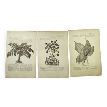 Botanical engravings from 1897 - 3 Plant Plates (1) - Old original plates including Ariséma