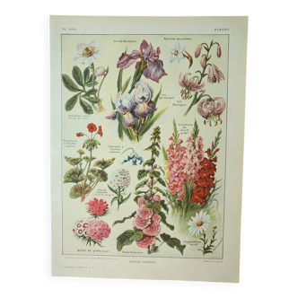 Gravure ancienne 1922, Fleurs vivaces, botanique, plantes, jardin • Lithographie, illustration origi