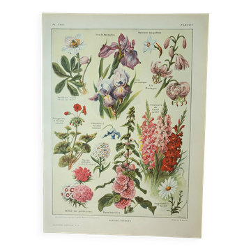 Antique engraving 1922, Perennial flowers, botany, plants, garden • Lithograph, original illustration