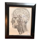 Old Print Engraving by Friderici Arnoldi Icones of the Nerves of the Head