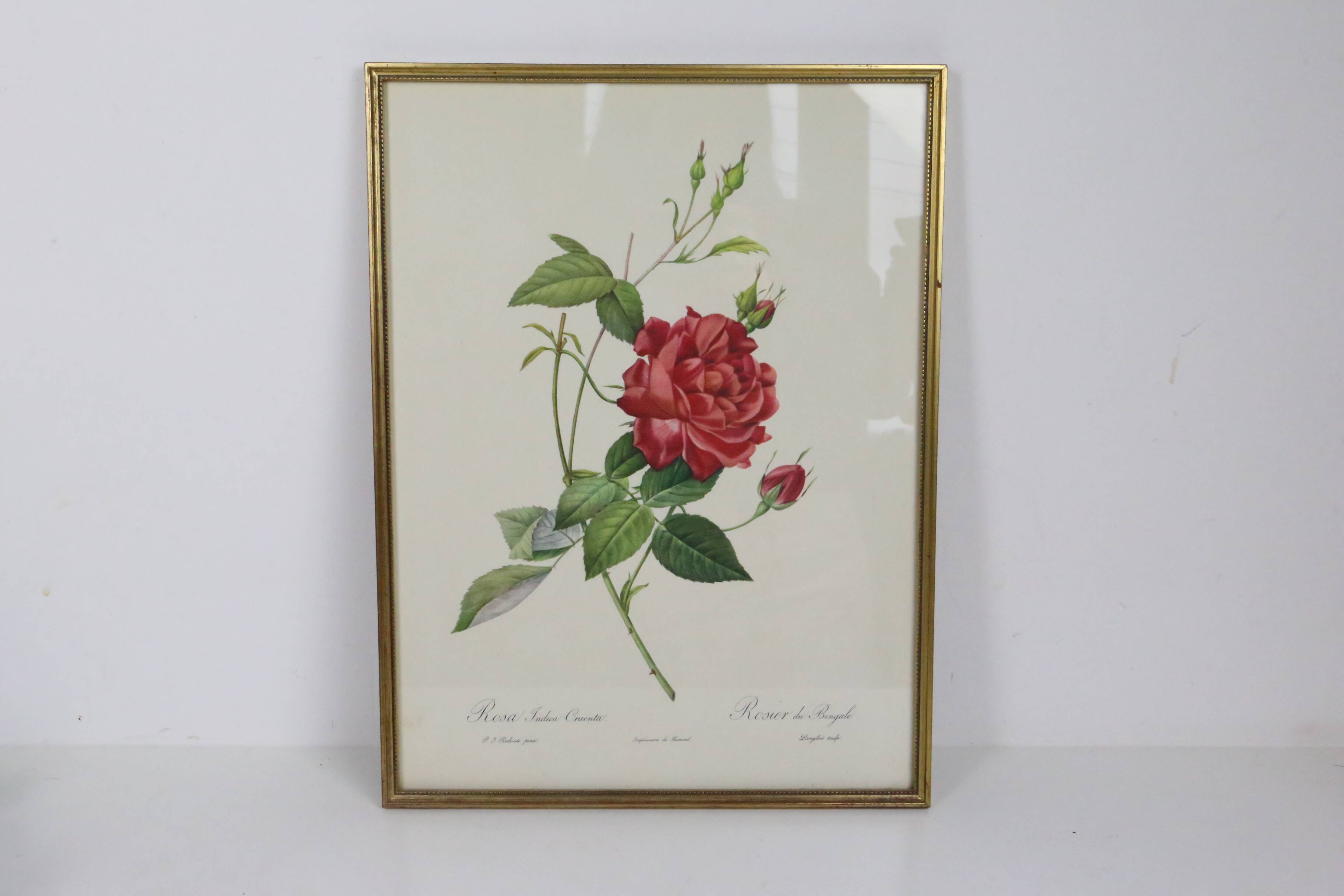 Large framed lithograph by Redouté