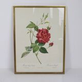 Large framed lithograph by Redouté