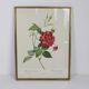 Large framed lithograph by Redouté