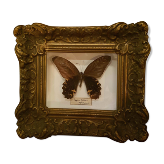 Butterfly frame