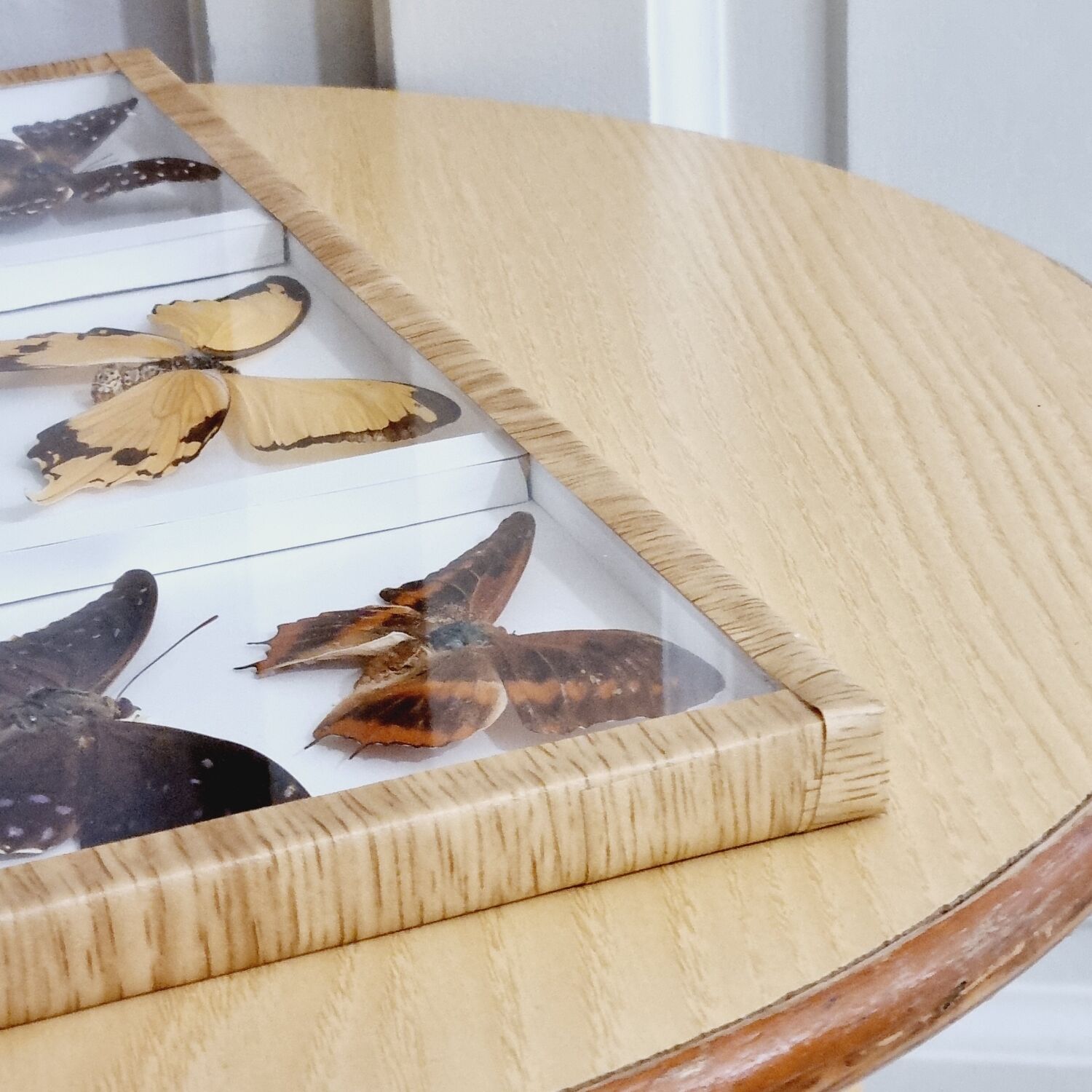 Frame 9 butterflies naturalized Congo 1984