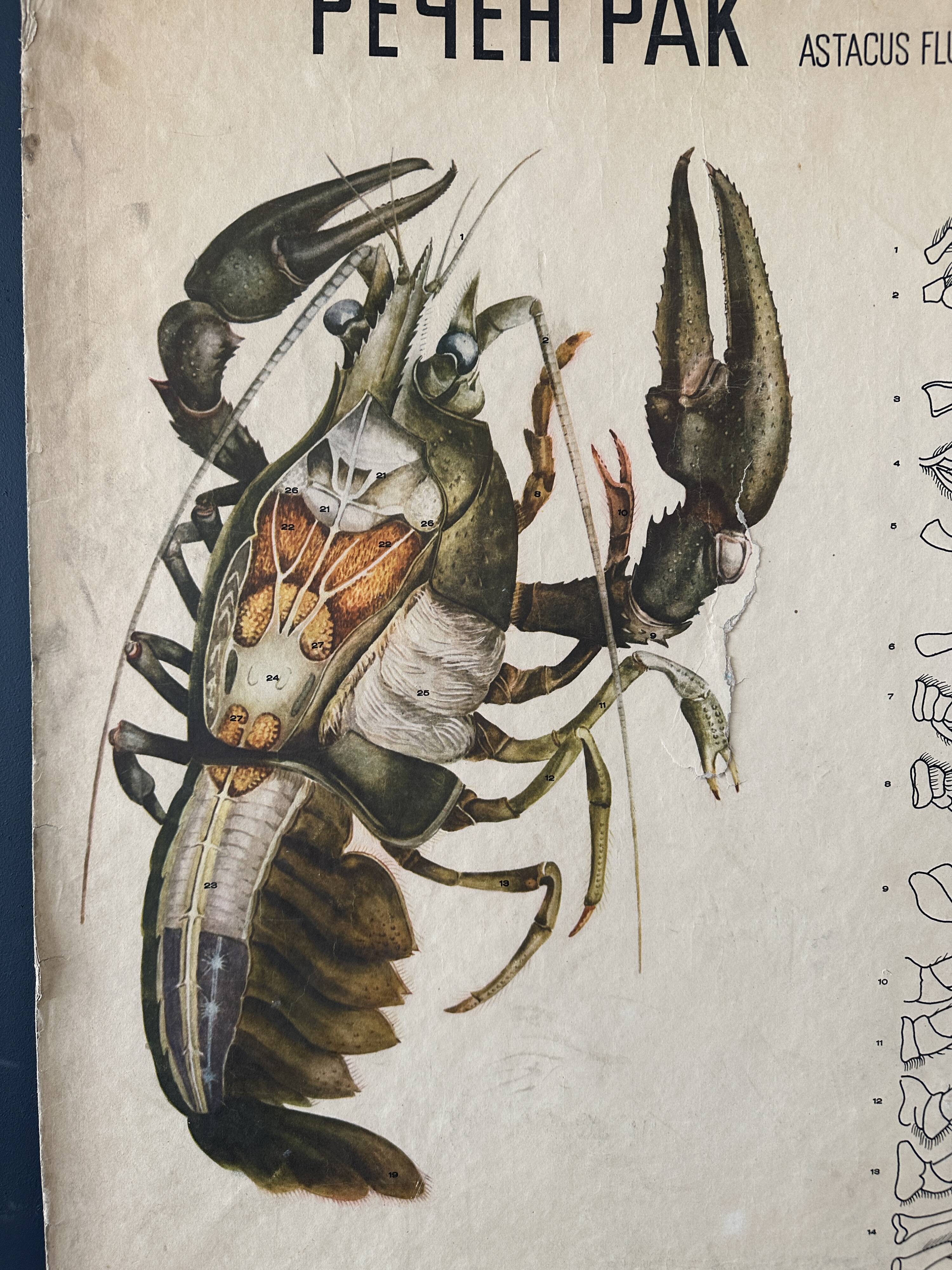 Crayfish vintage anatomy poster wall board from 1960's