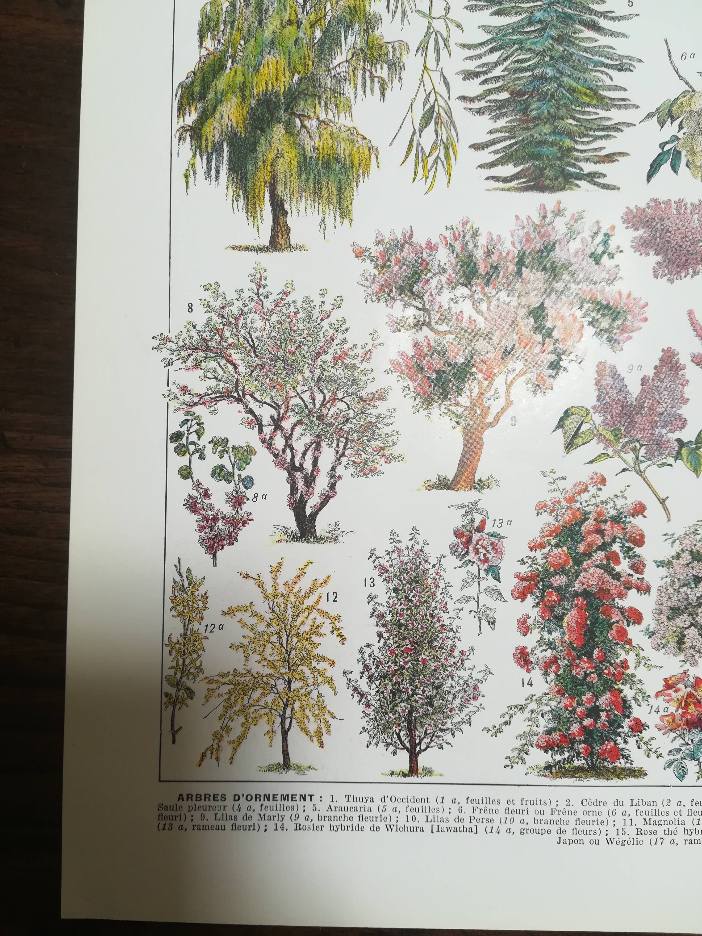 Lithograph on garden trees "cedar"