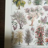 Lithograph on garden trees "cedar"