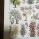Lithograph on garden trees "cedar"