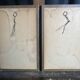 Pair of zoological engravings of birds by Fournier and Perrot, 19th century.