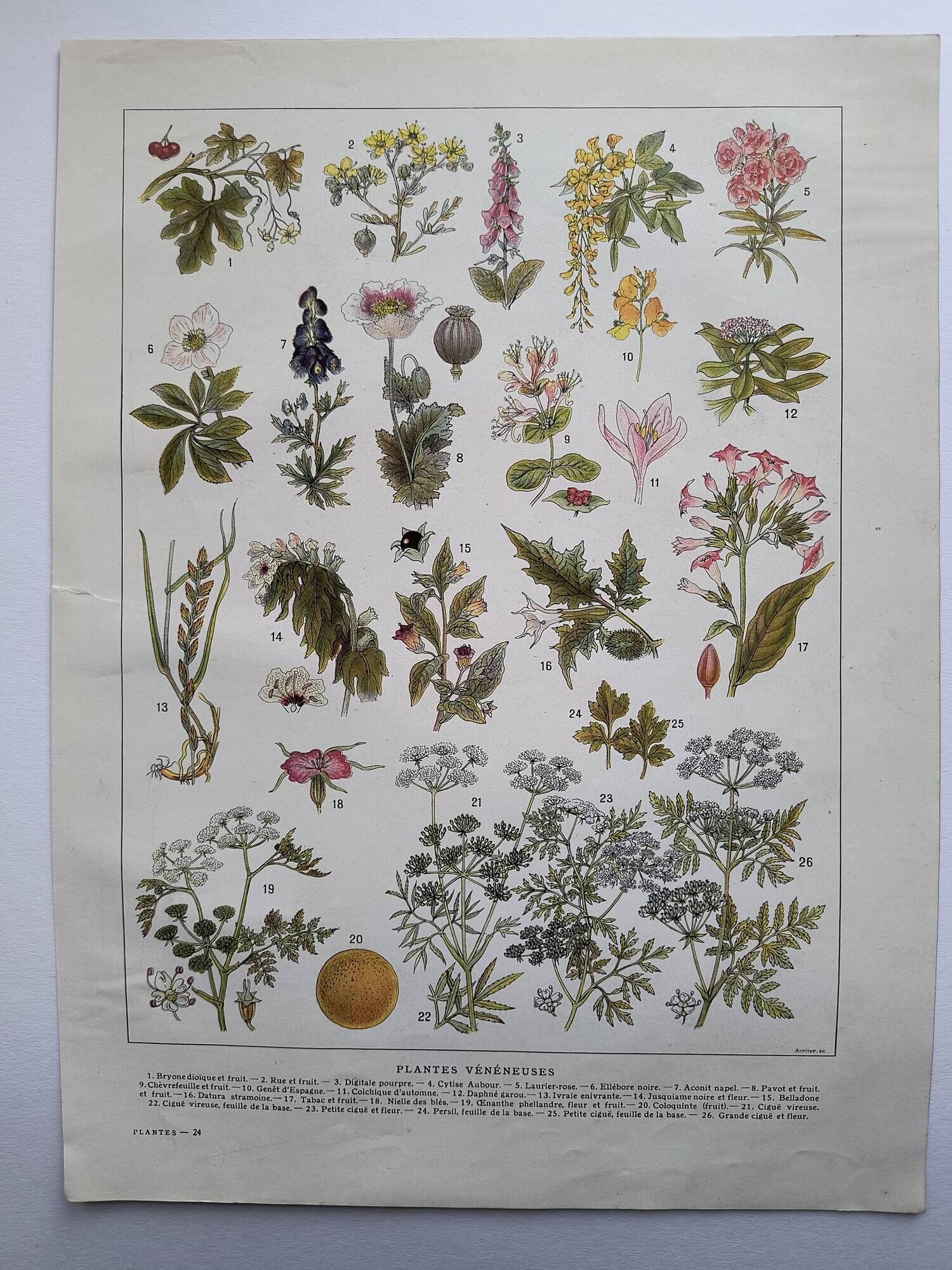 Botanical engraving 1922 - Poisonous plants - vintage floral print