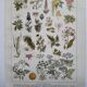 Botanical engraving 1922 - Poisonous plants - vintage floral print