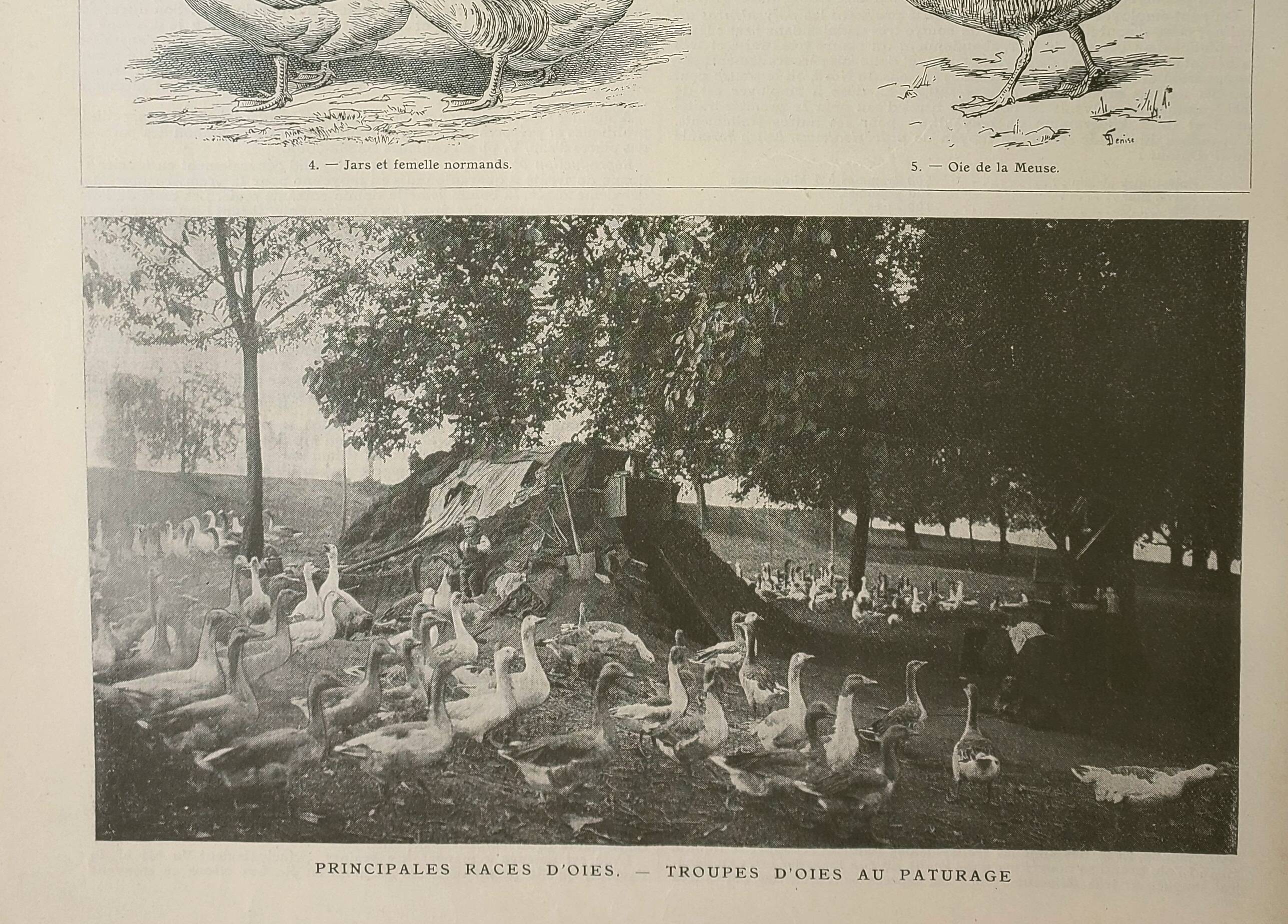 Antique engraving 1922, Goose, Gander, breeds, pasture, farm • Lithograph, original illustration