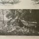 Antique engraving 1922, Goose, Gander, breeds, pasture, farm • Lithograph, original illustration