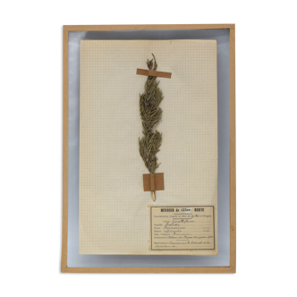 George Bert Herbarium