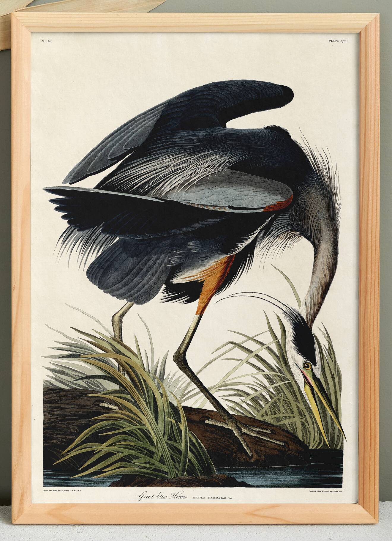 Poster about the Blue Heron, based on an old engraving from 1827.