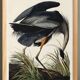 Poster about the Blue Heron, based on an old engraving from 1827.