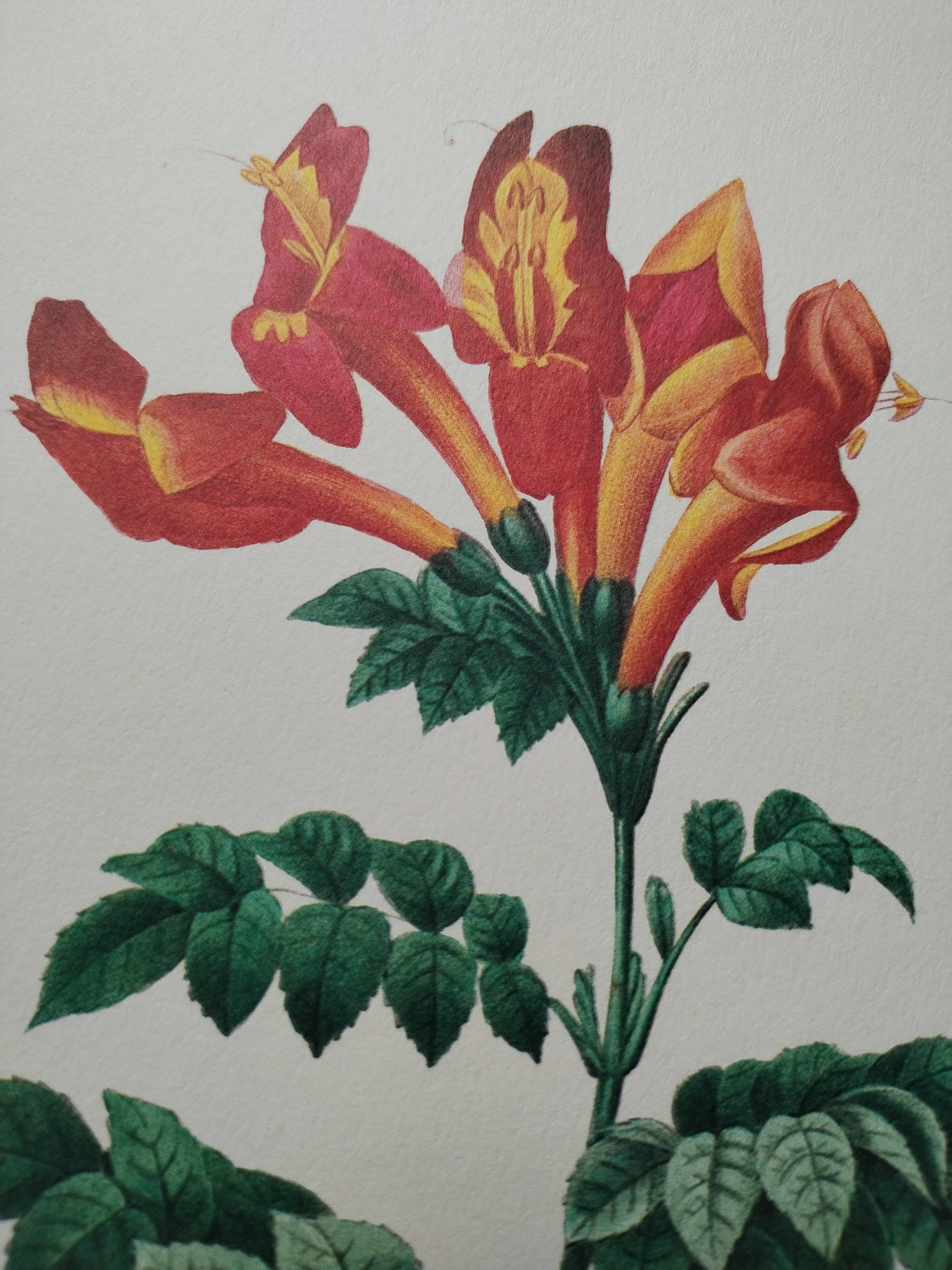 Original illustrated plate Bignone du Cap