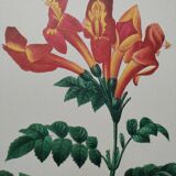 Original illustrated plate Bignone du Cap