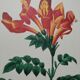 Original illustrated plate Bignone du Cap