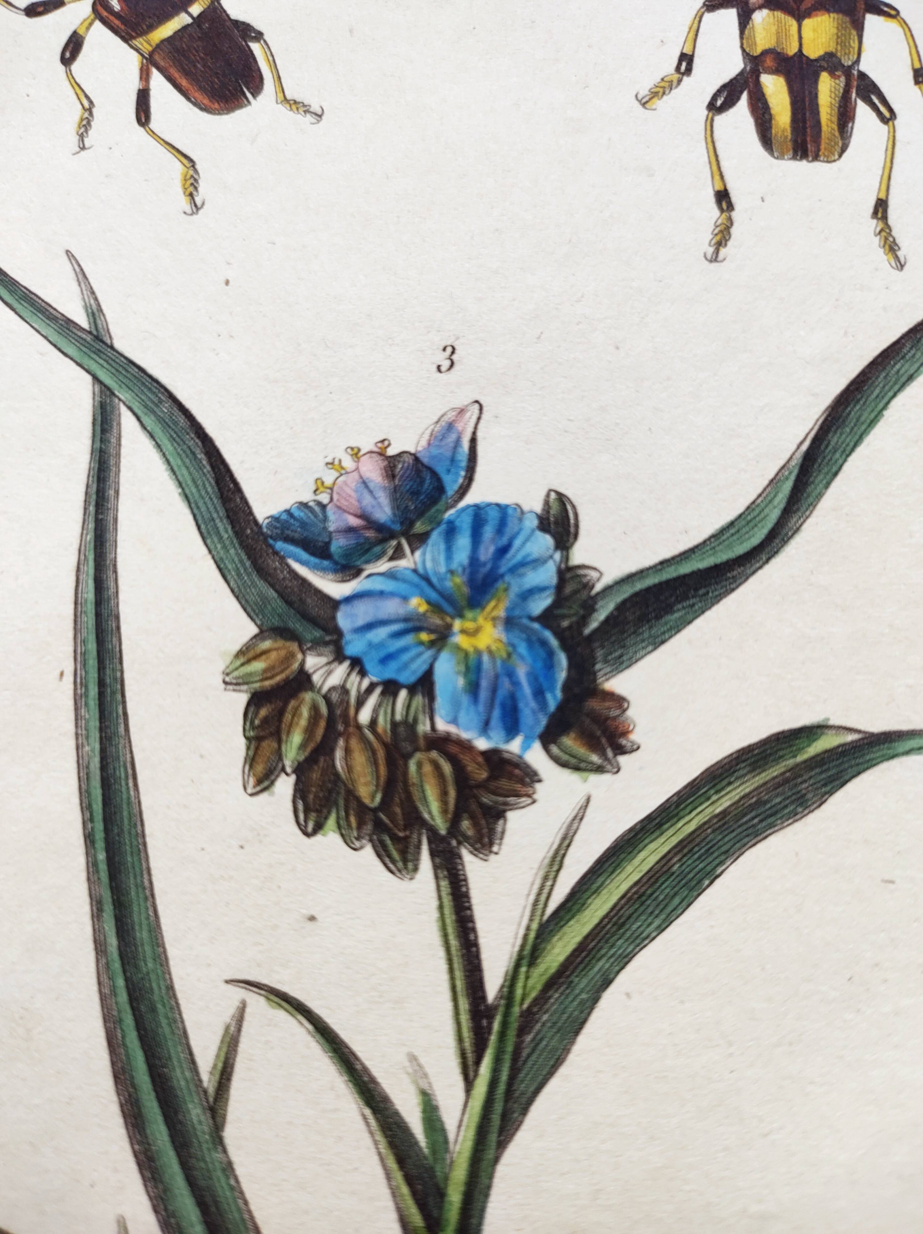 Gravure ancienne de 1838 -Plante Tradecantie et insecte- Planche coloriée à la main zoologique