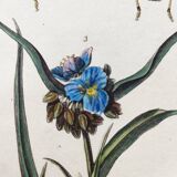 Gravure ancienne de 1838 -Plante Tradecantie et insecte- Planche coloriée à la main zoologique