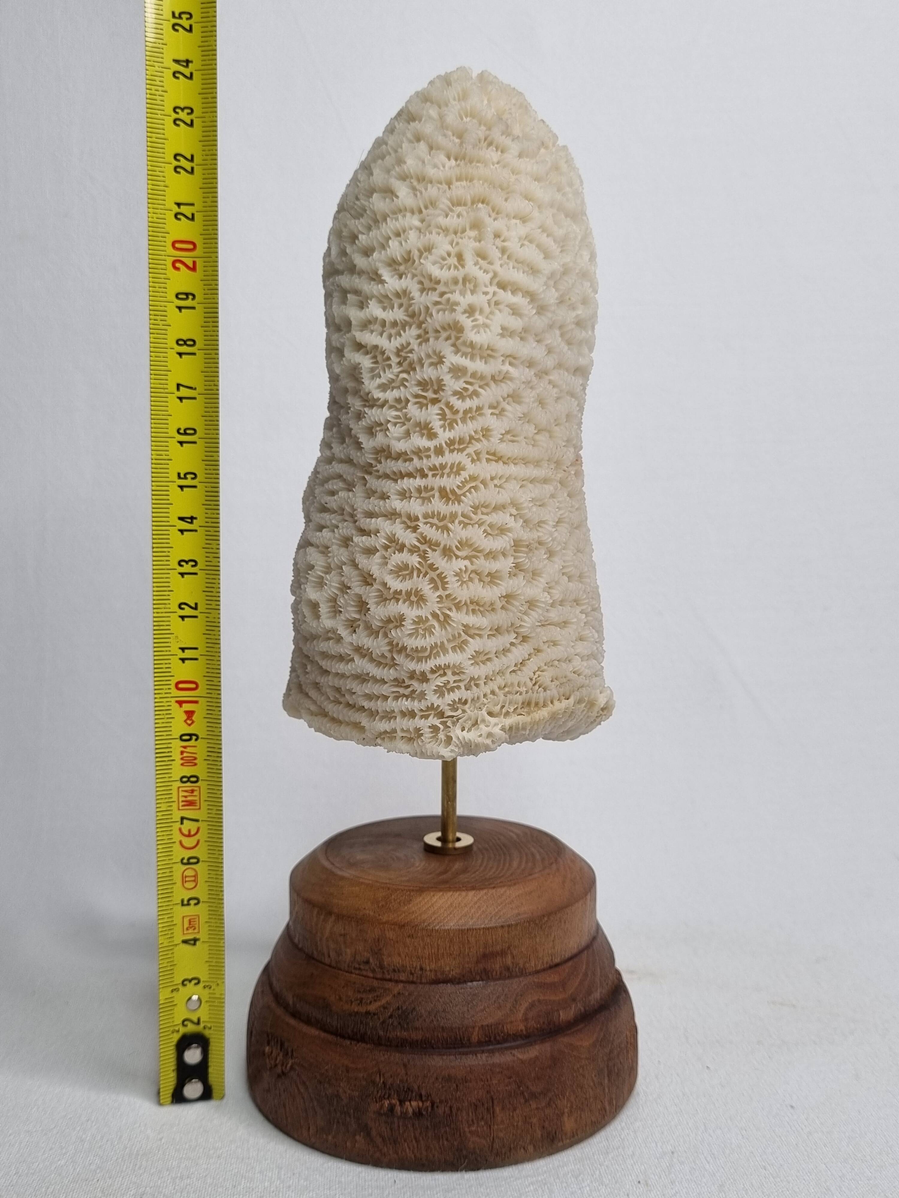 Old oblong coral on wooden base 24 cm