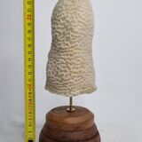 Ancien corail oblong sur socle en bois 24 cm