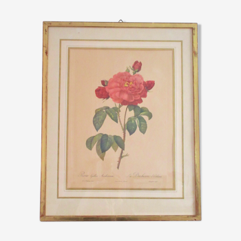 Planche botanique Rosa Gallica "La Duchesse d'Orléans"