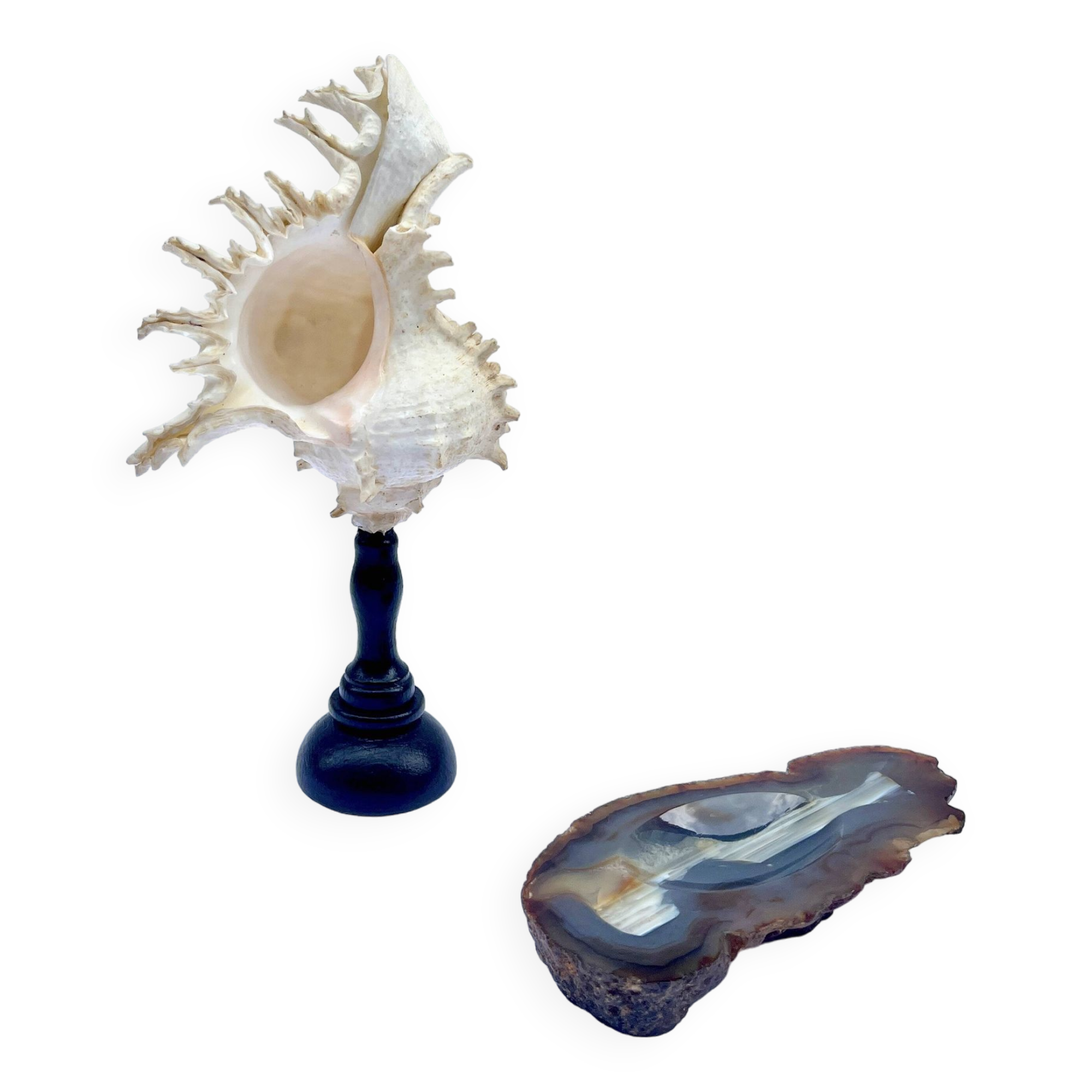 Old Murex Ramosus shell on turned wooden base Napoleon III 19th century cabinet of curiosities