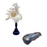 Old Murex Ramosus shell on turned wooden base Napoleon III 19th century cabinet of curiosities