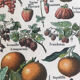Planche vintage originale fruits
