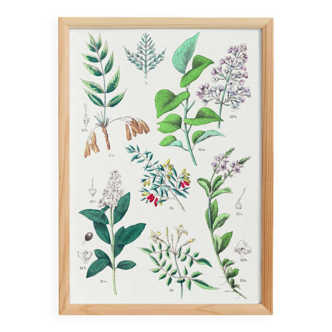 Botanical poster, after an 1881 engraving (salicornia, lilac, ash, privet, olive tree, jasmine)