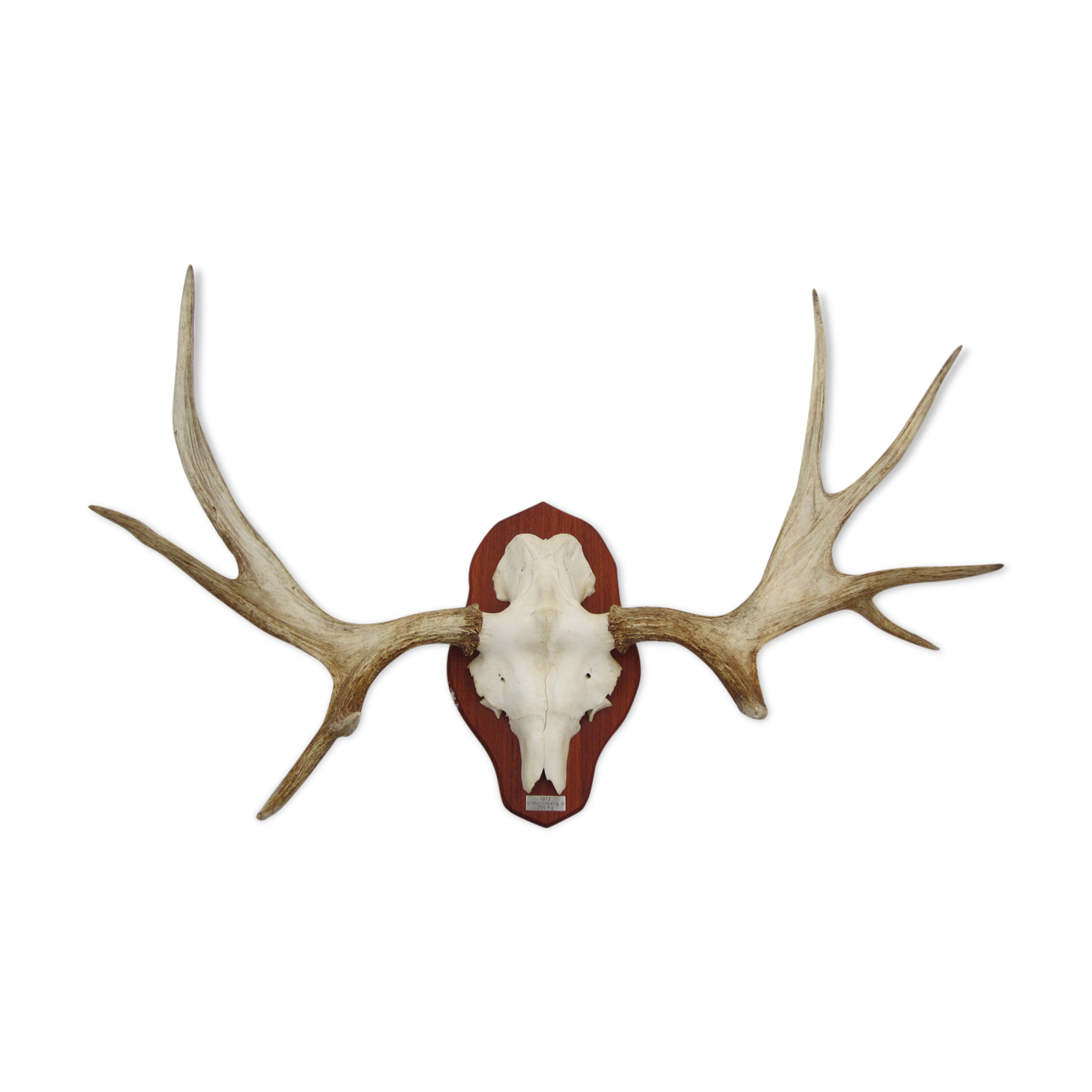 Trophée de chasse cornes d'élan
