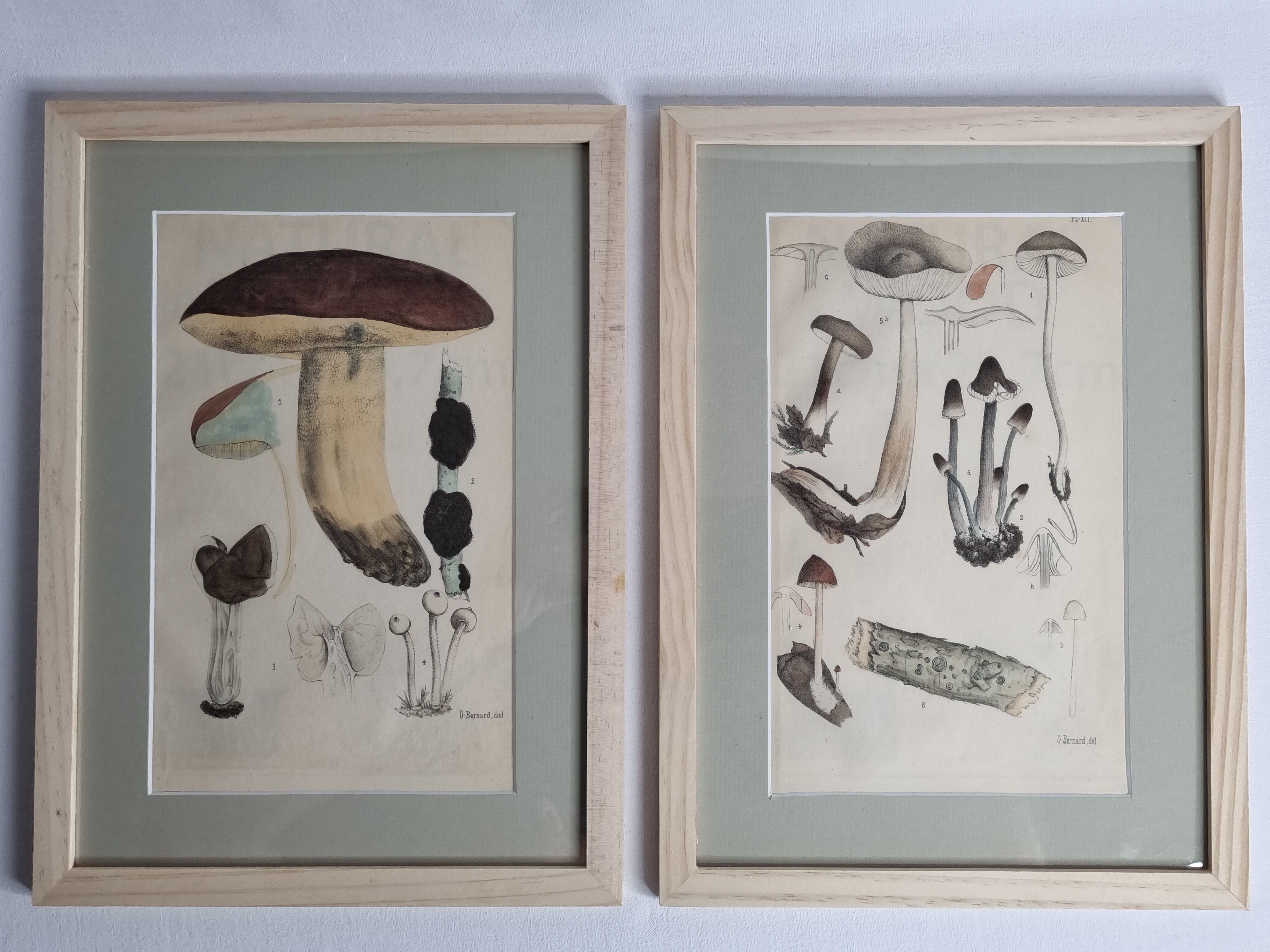 Two old engravings of watercolor mushrooms nineteenth century after G. Bernard